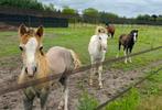 Kwaliteitsvolle Welsh sectie A merrie en hengst veulen, Dieren en Toebehoren, Pony's, Niet van toepassing, 0 tot 2 jaar, Hengst