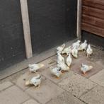 13 mooie gezonde kuikens kuikentjes wyandotte, Geslacht onbekend, Kip