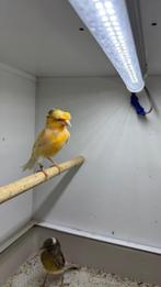 Harlekijnen, waterslagers, five fencys en rode kanaries, Dieren en Toebehoren, Meerdere dieren, Zangkanarie
