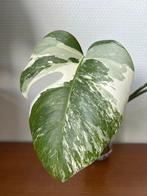 Monstera Variegata #stek 3, Ophalen of Verzenden, Overige soorten, Minder dan 100 cm