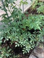 Mooie tomaten planten, Tuin en Terras, Planten | Tuinplanten, Ophalen