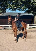 Lieve 4 jarige dressuurruin, Dieren en Toebehoren, Paarden, B, Gechipt, Ruin, Dressuurpaard