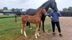 Fokmerrie te koop, Dieren en Toebehoren, Paarden, Merrie, 170 tot 175 cm, Dressuurpaard, 11 jaar of ouder