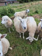 (Tamme) ooien te koop., Vrouwelijk, Schaap