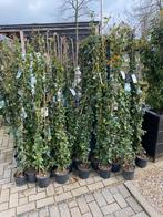Toscaanse jasmijn mooie groenblijvende klimplanten va €12,95, Overige soorten, Haag, Ophalen of Verzenden