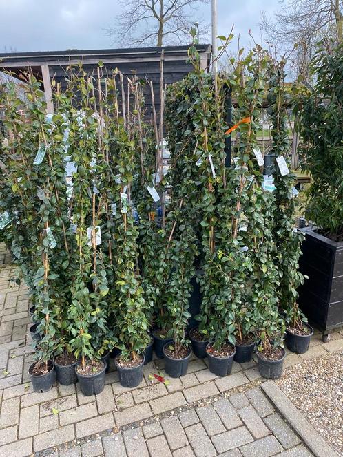 Toscaanse jasmijn mooie groenblijvende klimplanten va €12,95, Tuin en Terras, Planten | Struiken en Hagen, Haag, Overige soorten