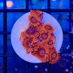 Zoanthus Koralen | Zeeaquarium Koraal, Dieren en Toebehoren, Overige typen, Zoutwatervis