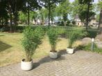Niet woekerende bamboe, Fargesia Nitida Winter Joy, Volle zon, Vaste plant, Bloeit niet, Ophalen