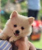 Pomeranian/ Keeshond, Dieren en Toebehoren, Honden | Poolhonden, Keeshonden en Oertypen, België, Particulier, Reu, 8 tot 15 weken