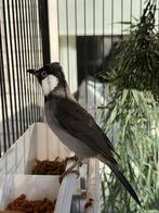 Witoorbuulbuul, Dieren en Toebehoren, Vogels | Overige Vogels, Mannelijk, Geringd