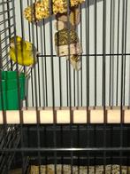 Kanarie man, Dieren en Toebehoren, Vogels | Kanaries, Mannelijk, Zangkanarie