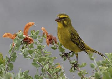 Crithagra sulphurata (Serinus sulphuratus) – Super zangvogel beschikbaar voor biedingen