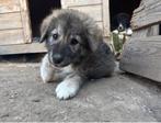 Enzo – een dappere pup met een zacht hart, Dieren en Toebehoren, Particulier, Rabiës (hondsdolheid), Reu, 8 tot 15 weken