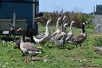 Chinese knobbel ganzen, Dieren en Toebehoren, Pluimvee, Meerdere dieren, Gans of Zwaan