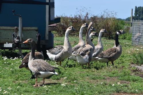Chinese knobbel ganzen, Dieren en Toebehoren, Pluimvee, Gans of Zwaan, Meerdere dieren