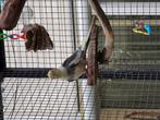 Valkparkiet man, Dieren en Toebehoren, Mannelijk, Tropenvogel, Tam