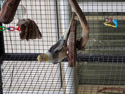 Valkparkiet man, Dieren en Toebehoren, Vogels | Overige Vogels, Tropenvogel, Mannelijk, Tam