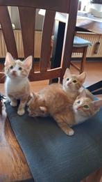 Boerderij kittens, Dieren en Toebehoren, Katten en Kittens | Overige Katten, Meerdere dieren