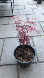Japanse esdoorn - Acer palmatum dissectum, Bloeit niet, Halfschaduw, Overige soorten, Minder dan 100 cm