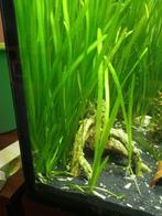 Vallisneria spiralis, Dieren en Toebehoren, Vissen | Aquaria en Toebehoren, Ophalen, Nieuw, Plant(en), Steen of Hout