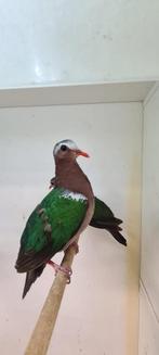 6-6 groenvleugel duif, Meerdere dieren, Tropenvogel