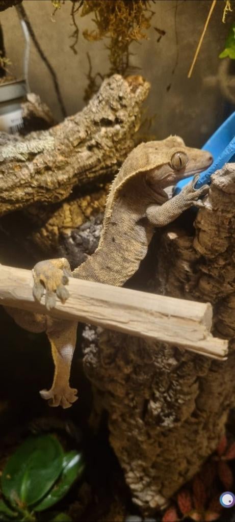 Wimper gekko (man), Dieren en Toebehoren, Hagedis, 0 tot 2 jaar