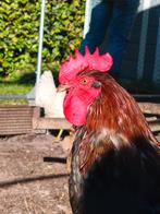 Prachtige Marans zwart koperhals, Dieren en Toebehoren, Pluimvee, Mannelijk, Kip