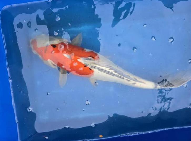 Japanse Koi Kikokuryu, Dieren en Toebehoren, Vissen | Vijvervissen