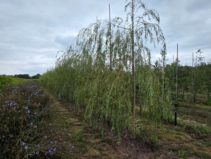 Treurwilg, Tuin en Terras, Planten | Bomen, Volle zon, Ophalen