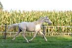 Te koop: 2-jarige Cruzado Lusitano ruin – Crème), Dieren en Toebehoren, Paarden, Gechipt, Minder dan 160 cm, Ruin, Dressuurpaard