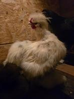 4 hanen. 2 wit 1paint 1 zwart, Dieren en Toebehoren, Pluimvee, Mannelijk, Kip