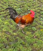 5 jonge hanen., Dieren en Toebehoren, Mannelijk, Kip