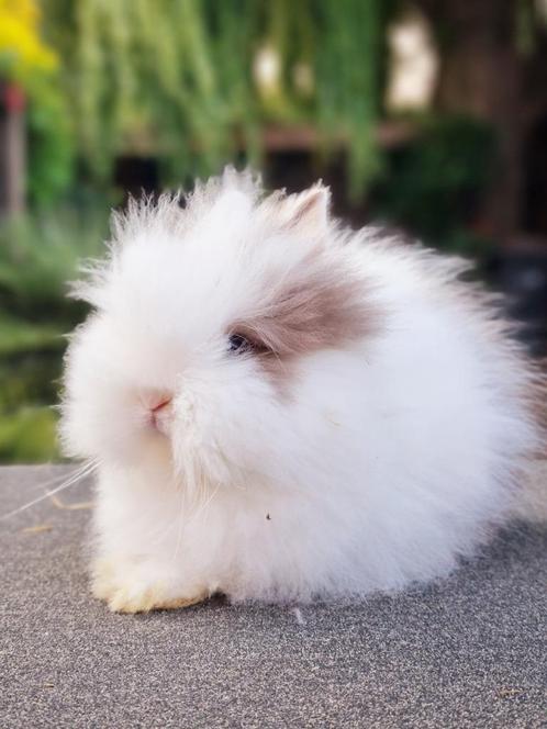 Teddy dwerg konijn baby, Dieren en Toebehoren, Konijnen, Dwerg, Mannelijk