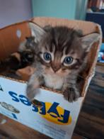 Ragdoll x Maine Coon, Dieren en Toebehoren, Meerdere dieren, Met stamboom, 0 tot 2 jaar