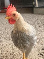 Leghorn isabel patrijs hanen, Mannelijk, Kip
