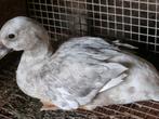 Zeer zeldzaam  zilver kwakers, Dieren en Toebehoren, Pluimvee, Meerdere dieren, Eend