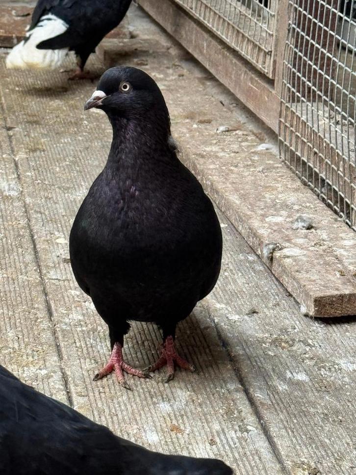 Afghaanse duiven te koop, Dieren en Toebehoren, Vogels | Duiven, Overige soorten, Meerdere dieren