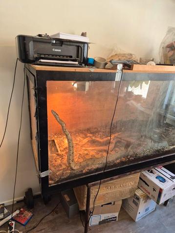 Boa constrictor te koop met terrarium  beschikbaar voor biedingen