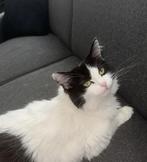 Aanhankelijke lieve Poes, Dieren en Toebehoren, Katten en Kittens | Overige Katten, Poes, Langharig, 3 tot 5 jaar