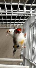 Majoor putters bont, Dieren en Toebehoren, Vogels | Overige Vogels, Meerdere dieren, Wildzangvogel