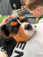 Lieve Cavalier King Charles Spaniel (1,5 jaar) – Rico, Dieren en Toebehoren, Particulier, Reu, CDV (hondenziekte), 1 tot 2 jaar