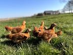 Jonge tamme New Hampshire kriel kippen hennen gesekst, Dieren en Toebehoren, Pluimvee, Vrouwelijk, Kip