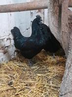 Broedeieren Ayam Cemani, Geslacht onbekend, Kip