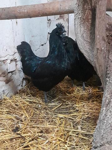 Broedeieren Ayam Cemani  beschikbaar voor biedingen
