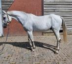 Super brave 9 jarige bwp ruin, Dieren en Toebehoren, Paarden, Gechipt, Ruin, 7 tot 10 jaar, 160 tot 165 cm