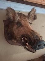 Everzwijn kop taxidermie, Ophalen