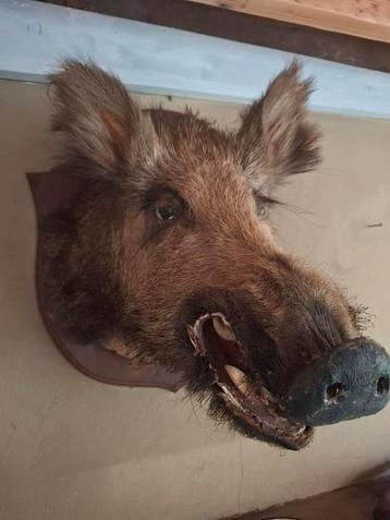 Everzwijn kop taxidermie beschikbaar voor biedingen
