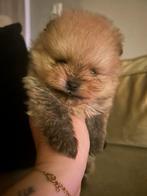 Pomeriaan pup reu, Dieren en Toebehoren, Honden | Poolhonden, Keeshonden en Oertypen, Keeshond, Reu, CDV (hondenziekte), 8 tot 15 weken