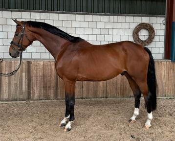 ‼️Leuke allrounder, 8jr. KWPN, 1.69m‼️ beschikbaar voor biedingen