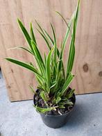 Carex morowii ice dance, Tuin en Terras, Ophalen, Vaste plant, Siergrassen, Bloeit niet